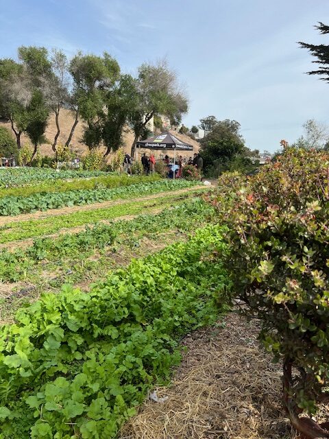 COMMUNITY GARDENS, FARMS & POCKET GREENSPACES