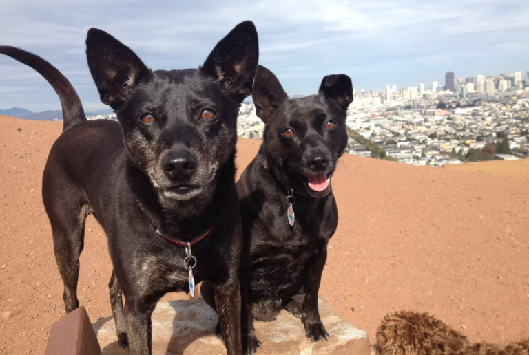 Running with the Pack 768x516