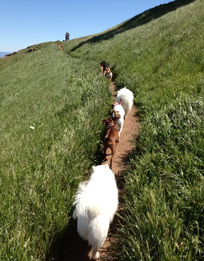 Running with the Pack Hill