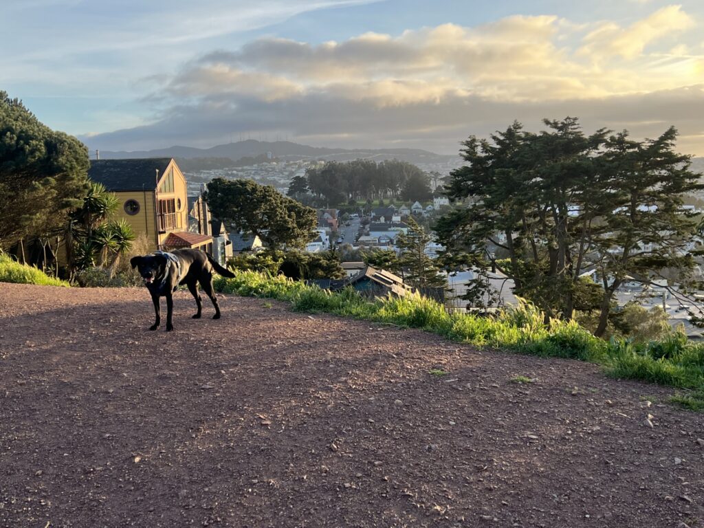 View of Holly Park from Bernal Hill