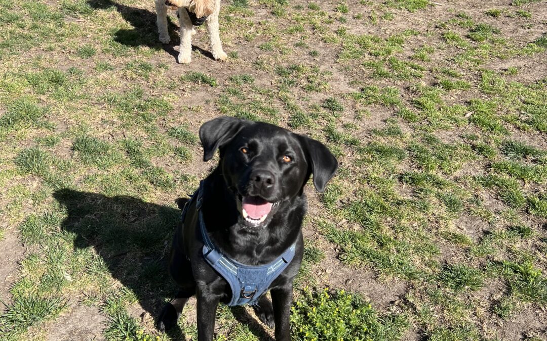 Dog-Friendly Bernal Heights: The Ultimate Guide to Parks, Paths, and Views