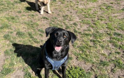 Dog-Friendly Bernal Heights: The Ultimate Guide to Parks, Paths, and Views